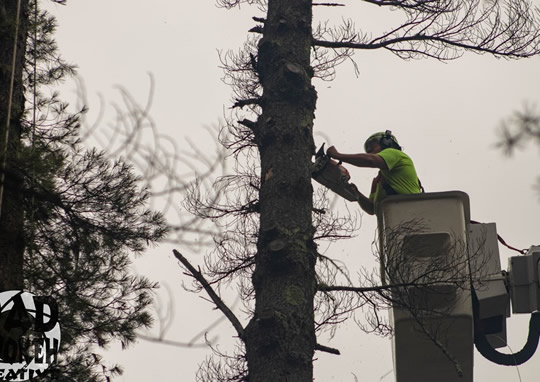 Link to more information about expert tree removal.